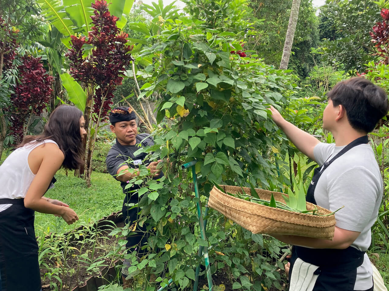 Pick your own green beans in organic garden