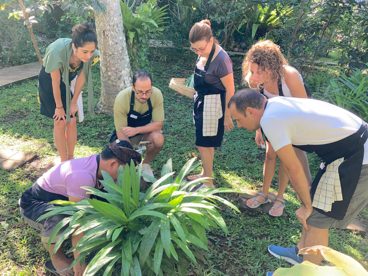 Picking pandan leaves with guests.